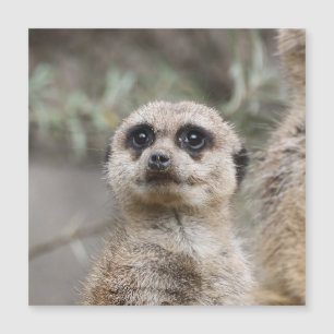 Meerkat 021 von JAMFoto Magnetkarte