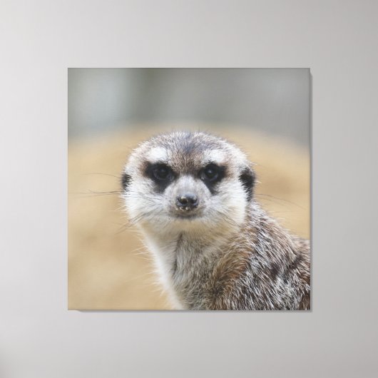 Meerkat 022 leinwanddruck (Vorderseite)