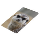 Meerkat 022 magnet (Linke Seite)