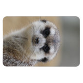 Meerkat 022 magnet (Horizontal)