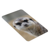 Meerkat 022 magnet (Rechte Seite)