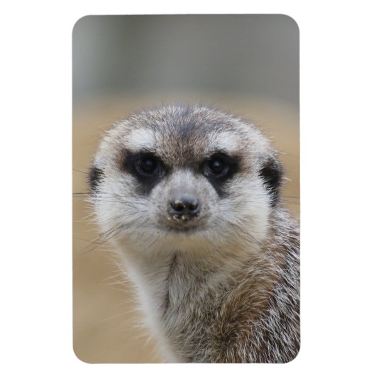 Meerkat 022 magnet (Vertikal)