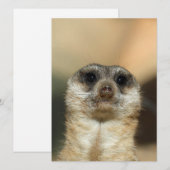Meerkat 023 feiertagskarte (Vorne/Hinten)