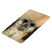 Meerkat 023 magnet (Linke Seite)