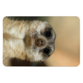 Meerkat 023 magnet (Horizontal)