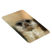 Meerkat 023 magnet (Rechte Seite)