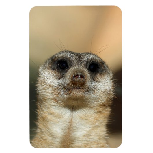 Meerkat 023 magnet (Vertikal)