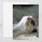 Meerkat 024 feiertagskarte (Vorne/Hinten)