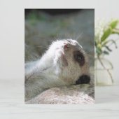 Meerkat 024 feiertagskarte (Stehend Vorderseite)