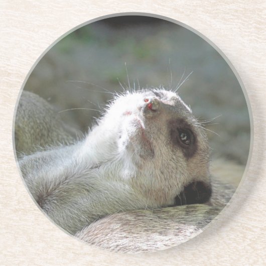 Meerkat 024 getränkeuntersetzer (Vorne)