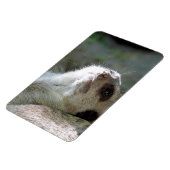 Meerkat 024 magnet (Linke Seite)