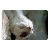 Meerkat 024 magnet (Horizontal)