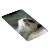 Meerkat 024 magnet (Rechte Seite)