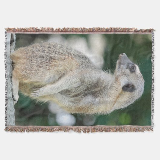 Meerkat 025 decke (Vorderseite)