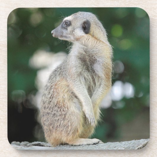 Meerkat 025 getränkeuntersetzer (Vorderseite)