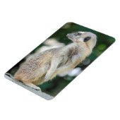 Meerkat 025 magnet (Linke Seite)