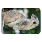 Meerkat 025 magnet (Horizontal)