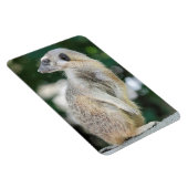 Meerkat 025 magnet (Rechte Seite)