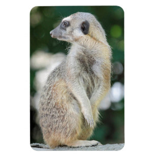Meerkat 025 magnet