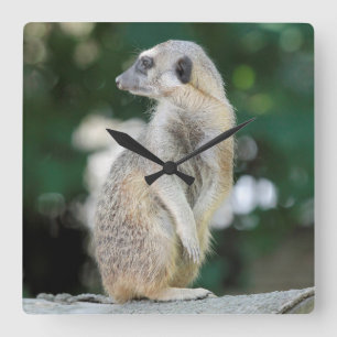 Meerkat 025 quadratische wanduhr