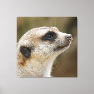Meerkat 028 leinwanddruck