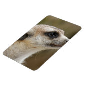 Meerkat 028 magnet (Linke Seite)