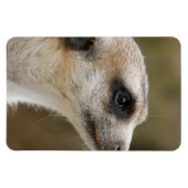 Meerkat 028 magnet (Horizontal)