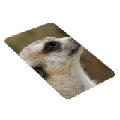 Meerkat 028 magnet (Rechte Seite)