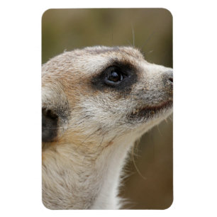 Meerkat 028 magnet