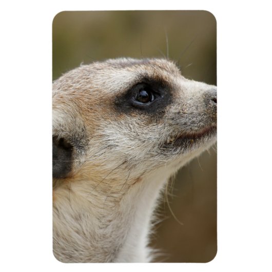 Meerkat 028 magnet (Vertikal)