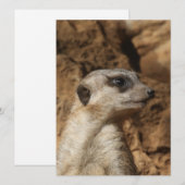 Meerkat 029 feiertagskarte (Vorne/Hinten)