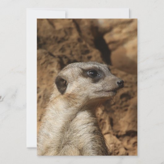 Meerkat 029 feiertagskarte (Vorderseite)