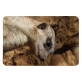 Meerkat 029 magnet (Horizontal)