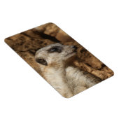 Meerkat 029 magnet (Rechte Seite)