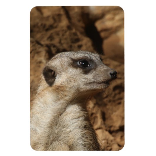 Meerkat 029 magnet (Vertikal)