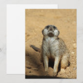 Meerkat 031 feiertagskarte (Vorne/Hinten)
