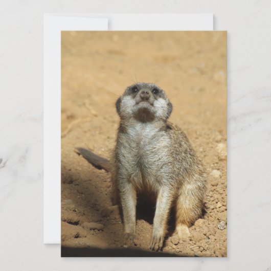 Meerkat 031 feiertagskarte (Vorderseite)