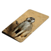 Meerkat 031 magnet (Linke Seite)