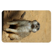 Meerkat 031 magnet (Horizontal)