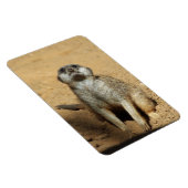 Meerkat 031 magnet (Rechte Seite)