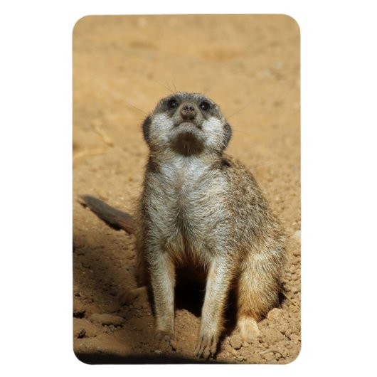 Meerkat 031 magnet (Vertikal)