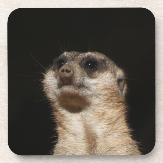 Meerkat 032 getränkeuntersetzer (Vorderseite)