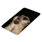 Meerkat 032 magnet (Linke Seite)