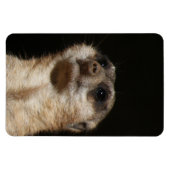 Meerkat 032 magnet (Horizontal)