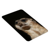 Meerkat 032 magnet (Rechte Seite)