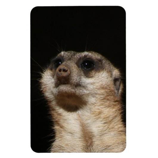Meerkat 032 magnet (Vertikal)