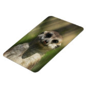 Meerkat 034 magnet (Linke Seite)