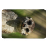 Meerkat 034 magnet (Horizontal)
