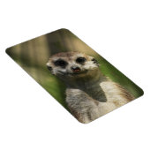Meerkat 034 magnet (Rechte Seite)