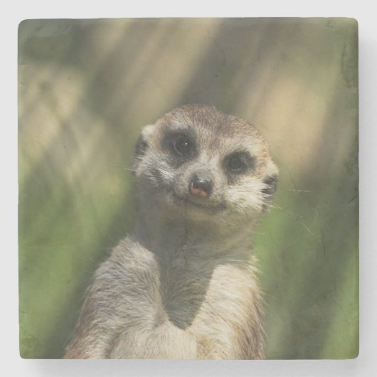 Meerkat 034 steinuntersetzer (Vorderseite)